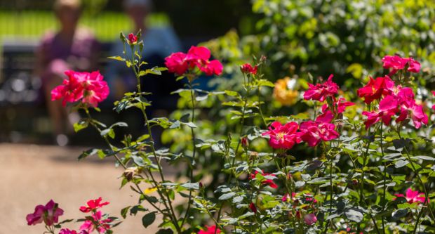 Roses at Waddesdon Manor, Buckinghamshire